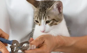 Cara Memotong Kuku Kucing Kesayangan Anda (1) (1)